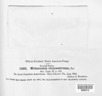 Wuestneia chrysostroma image